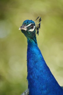 Indian peafowl (Pavo cristatus) portrait, Spain, Europe