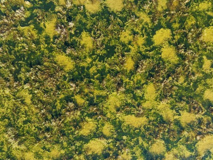 Detail of marshland near Sanlúcar de Barrameda. Aerial view. Drone shot. Cádiz province, Andalusia,