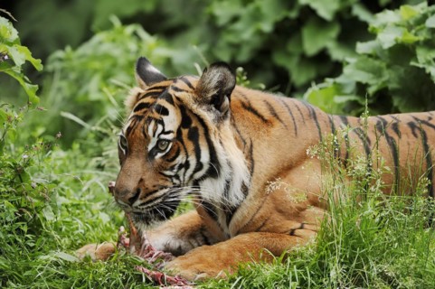 Sumatran tiger (Panthera tigris sumatrae), feeding, captive, occurring on Sumatra, Indonesia, Asia