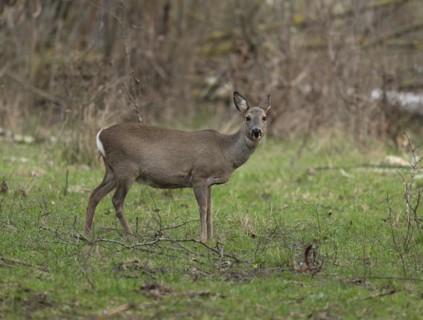European roe deer (Capreolus capreolus) with winter coat standing in a field copse and looking