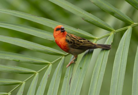 Red fody (Foudia madagascariensis), male, sitting on a palm tree, occurring in Madagascar, captive