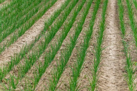 Young leek in field, (Allium porrum), Baden-Württemberg, Germany, Europe