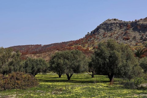Olive trees on a green field in front of rocky hills and clear sky, forest fires, summer 2023,