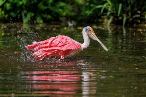 Roseate spoonbill (Platalea ajaja), Germany, Europe