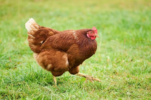 A brown feathered chicken with a red comb walking through green grass in daylight, Chicken (Gallus
