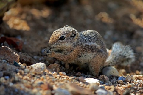Antelope gopher, (Ammospermophilus harrisii), adult, on tree, foraging, Sonoran Desert, Arizona,