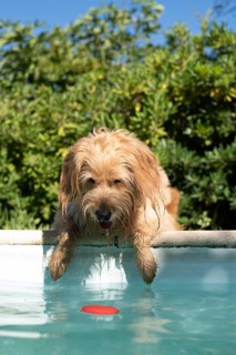 Mini Goldendoodle at the pool in summer heat, cross between Golden Retriever and Poodle, France,