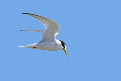 Little tern (Sternula albifrons, Sterna albifrons) in breeding plumage in flight against blue sky