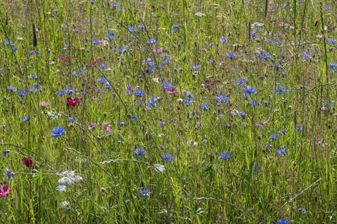 Flower meadow with cornflowers (Centaurea cyanea) and cosmos (Cosmos), Emsland, Lower Saxony,