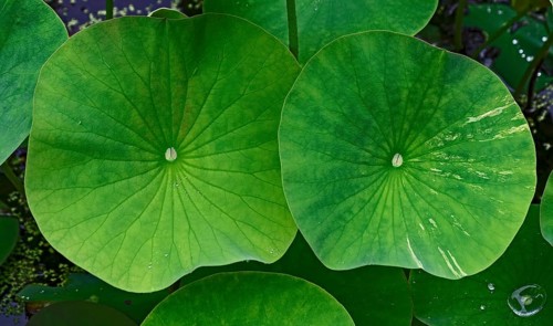 Close-up of two large, green water lily pads in the pond, creating a fresh and lively atmosphere,