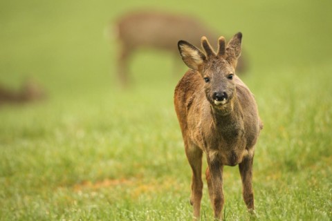 European roe deer (Capreolus capreolus) fawn in winter coat and short velvet horns with eye injury