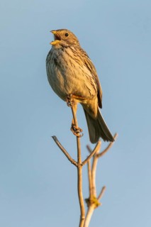 Corn bunting (Emberiza calandra) sitting on a branch and singing, animal portrait, Bagges Dæmning,
