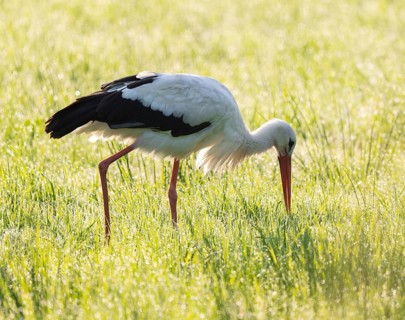 White stork (Ciconia ciconia) foraging in a meadow in the early morning, dew beads on the grass,
