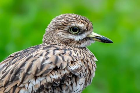 Eurasian stone-curlew, Eurasian thick-knee (Burhinus oedicnemus) close-up portrait
