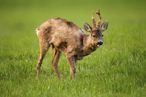 European roe deer (Capreolus capreolus) buck in shaggy winter coat with long, almost swept horns on