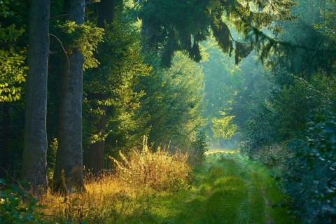 Picturesque forest path with bright sunbeams and lush greenery, a peaceful nature picture,