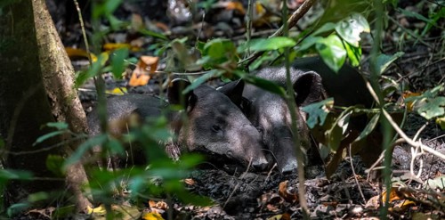 Baird's tapir (Tapirus bairdii), mother with young, lying asleep in the rainforest, Corcovado