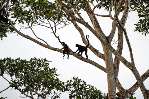 Geoffroy's spider monkey (Ateles geoffroyi), two monkeys in a tree, Sirena, Corcovado National
