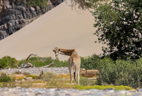 Angola giraffe (Giraffa camelopardalis angolensis) in front of a dune, Hoanib dry river, Kaokoveld,