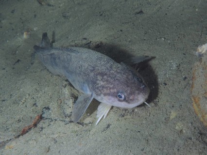 Close-up of a grey fish, burbot (Lota lota), rudd, on the sand in an underwater environment. Dive