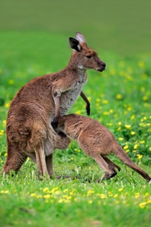 Kangaroo Island grey kangaroo (Macropus fuliginosus fuliginosus), young animal, Kangaroo Island,
