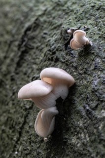 Branched oyster fungus (Pleurotus cornicopiae), Emsland, Lower Saxony, Germany, Europe