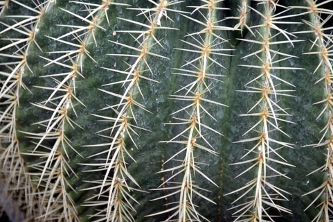Golden globe cactus, Echinocactus grusonii, mother-in-law's chair, Mexico, Central America