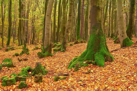 Forest in autumn with dense foliage and high mossy tree trunks, quiet atmosphere, Altenbuch,