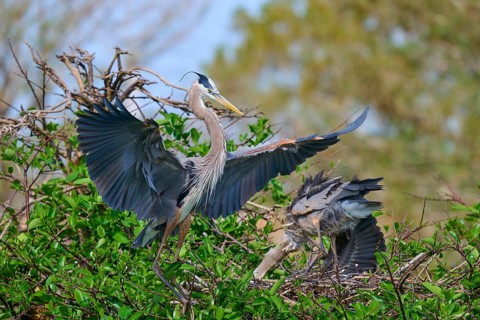Two Great blue heron (Ardea herodias), with outstretched wings perched on branches surrounded by