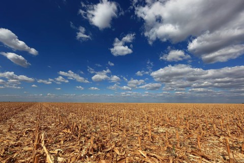 Romania, in the south of the country, maize field after harvest, harvested, stubble field, Europe