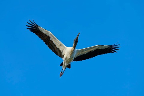 Wood Stork (Mycteria americana), with outstretched wings flying through a clear blue sky,