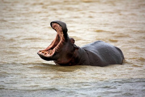 Hippopotamus (Hippopatamus amphibius), adult, in water, threatening, yawning, Saint Lucia Estuary,
