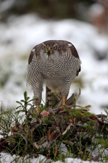 Goshawk (Accipiter gentilis), adult in winter, in the snow, on prey, Zdarske Vrchy,