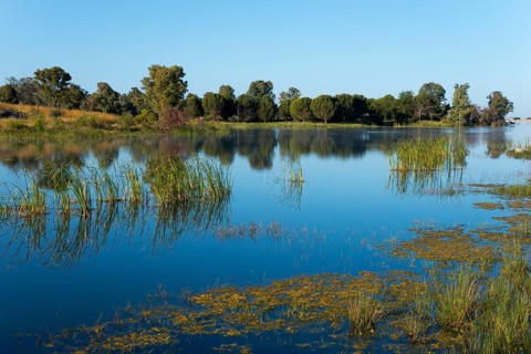A calm lake with aquatic plants and trees whose reflections are visible in the water, under a clear