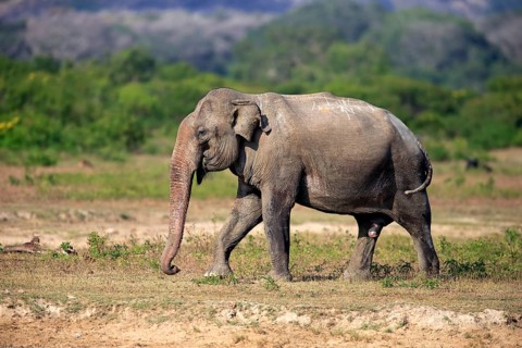 Asian elephant (Elephas maximus maximus), Sri Lanka Elephant, adult male foraging, Yala National