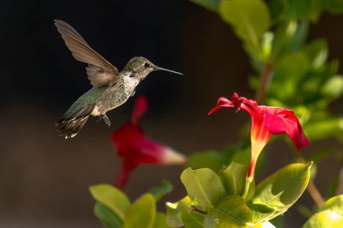 Anna's hummingbird (calypte anna) enjoying the red mandevilla