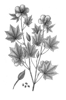 Okra, Abelmoschus esculentus, also known as vegetable marshmallow, in an illustration from 1870,