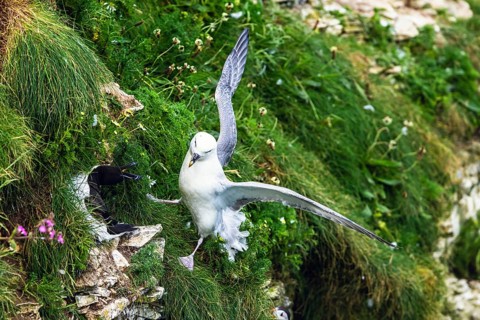 Northern Fulmar, Fulmarus glacialis, bird on the cliff, Bempton Cliffs, North Yorkshire, England,