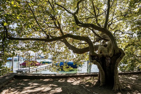 Lake promenade, Ludwigshafen, Bodman-Ludwigshafen, Constance district, Lake Constance,