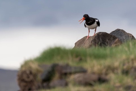 Oystercatcher (Haematopus ostralegus) standing on stone, Hvalfjörður, Iceland, Europe