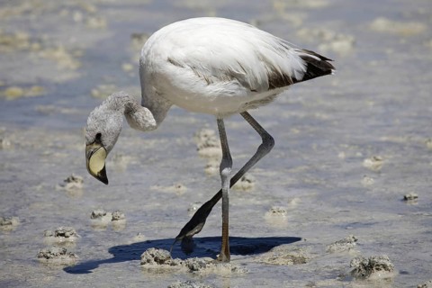 Juvenile James's Flamingo (Phoenicoparrus jamesi) foraging in shallow water at the salt lake Laguna
