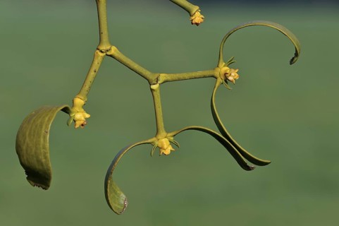 European Mistletoe (Viscum album) close-up, Luxembourg, Europe