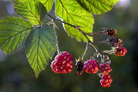 Berries and leaves of blackberry (Rubus fruticosus)