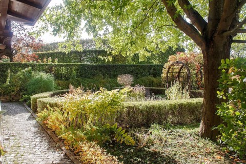 Old cottage garden with vines, trees and pergola. Landscape design with hedges, trimmed bushes