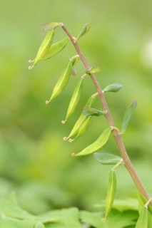 Hollow larkspur (Corydalis cava), fruit stand, North Rhine-Westphalia, Germany, Europe