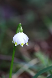 Spring snowdrop (Leucojum vernum), March snowdrop, March bell, large snowdrop. Amaryllis family