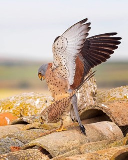 Lesser kestrel (Falco naumanni) male, female, pair, mating, courtship, Toledo, Spain, Europe