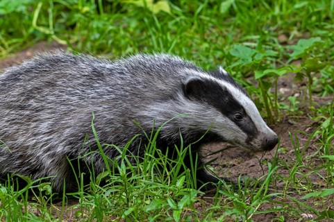 European badger (Meles meles), close-up of four months old cub foraging in undergrowth of forest in