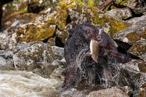 American Black Bear (Ursus americanus) catching salmon in the water, Southeast Alaska, Alaska, USA,