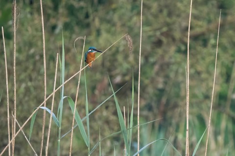 Common kingfisher (Alcedo atthis) on a reed in a quiet, green natural environment, Hesse, Germany,